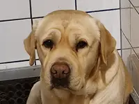 Labrador du Verger des Plaines