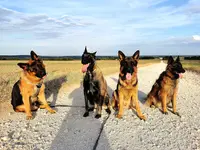 Elo Dogs