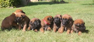 Élevage de la Vallée des Remparts Berger Belge Malinois