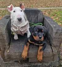 Attitude Canine