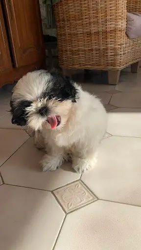 Elevage Shih-tzu du Village de Raimbourg