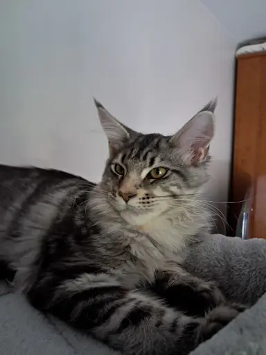 Chatterie du Loup d'Orcoon