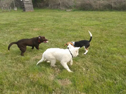 Sds Education Canine