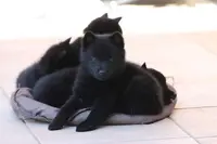 Les Schipperkes du "roz de Kerhas"