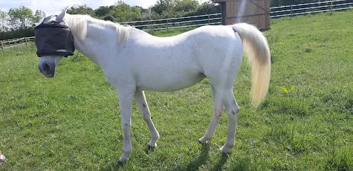 Pension Pré Cheval Sucre et Carottes