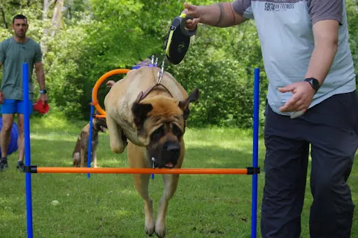 Olivier Pro-canin