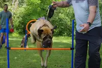 Olivier Pro-canin