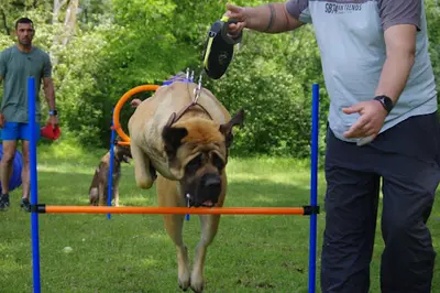 Olivier Pro-canin