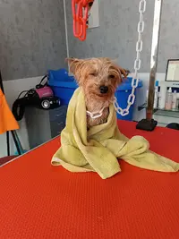 Un Amour de Chien