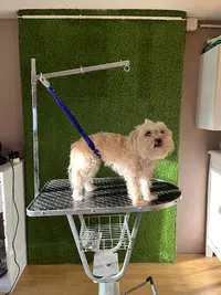 Groom Dog