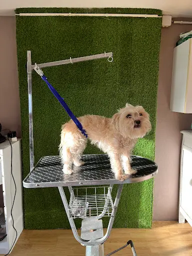 Groom Dog