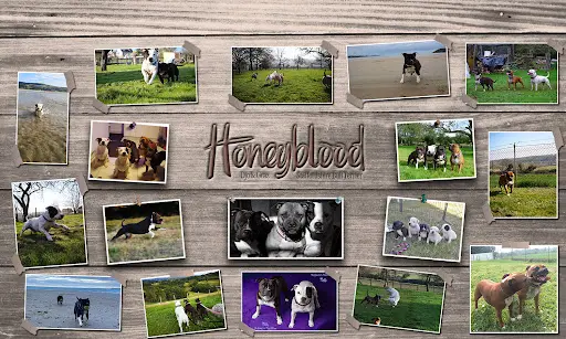 Honeyblood - Elevage Staffordshire Bull Terrier Lof