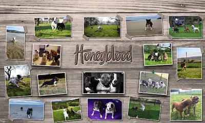 Honeyblood - Elevage Staffordshire Bull Terrier Lof