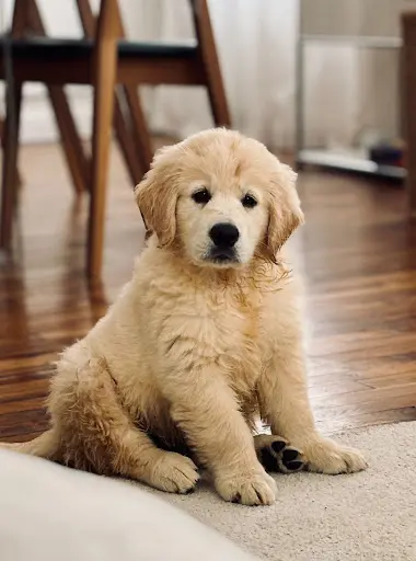 Domaine des Sacres - Élevage Familial de Golden Retriever Lof et de Sacré de Birmanie Loof