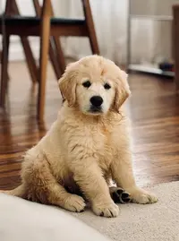 Domaine des Sacres - Élevage Familial de Golden Retriever Lof et de Sacré de Birmanie Loof