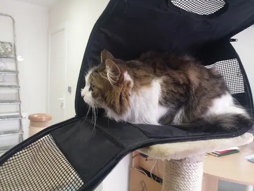 La Grange aux Chats