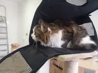 La Grange aux Chats
