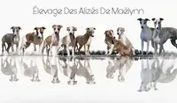 Elevage des Alizés de Maëlynn