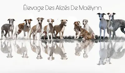 Elevage des Alizés de Maëlynn