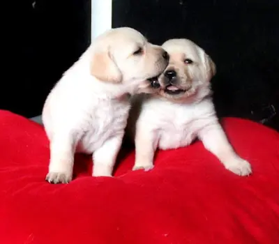Labradors au Soleil d'Ambre