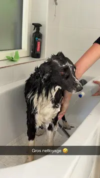 Sweety Dog