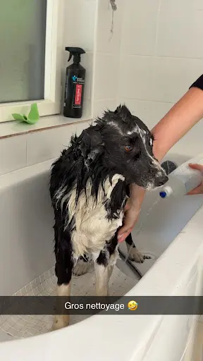 Sweety Dog