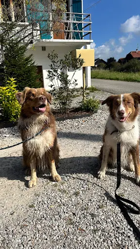 The Dog 74 -éducateur Canin Haute-savoie