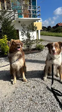 The Dog 74 -éducateur Canin Haute-savoie