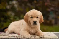 Élevage du Château de l'Amour | Golden Retriever & Berger Australien
