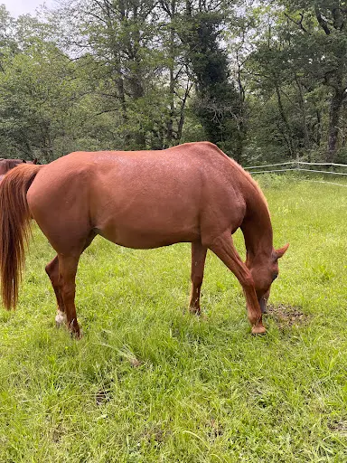 Haras du Tenay