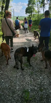 Sos Dog
