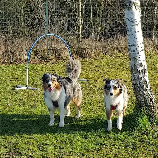 Ames Animales Education & Bien-être - Comportementaliste Canin/félin/equin