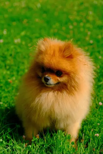 Lm Éduc-canine