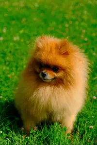Lm Éduc-canine