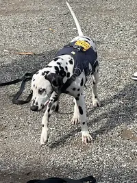 Cœur Canin