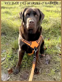 Labradors des Selkies O’naïade