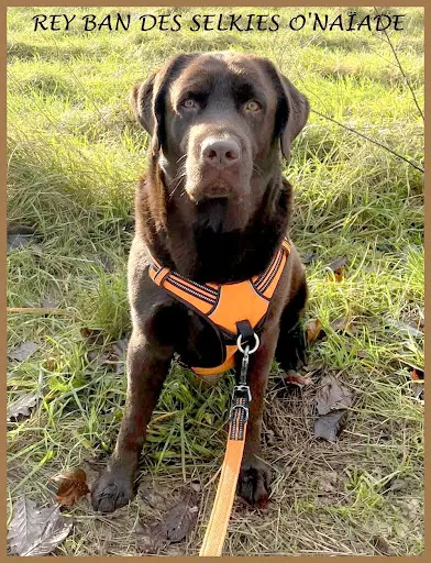 Labradors des Selkies O’naïade