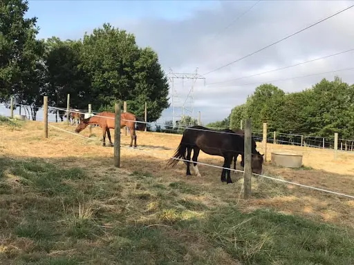 Écurie la Belle Vie