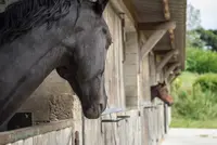 Favi Equitation