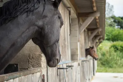 Favi Equitation