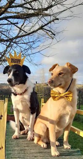 Comportementaliste École de Chiens d'Aquitaine