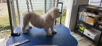 Au Bonheur de Vos Compagnons Toilettage