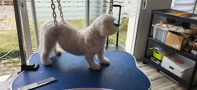 Au Bonheur de Vos Compagnons Toilettage
