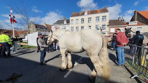Christophe Debruyne - Elevage du Bon Coin - Eleveur de Chevaux À Dunkerque