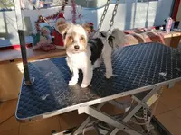 Fluffy & Co - Toilettage