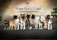 Élevage Akita Américain et Shiba Inu Something Paint