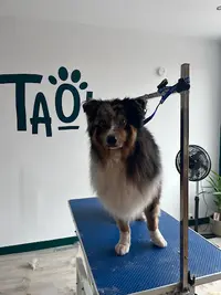 Taow