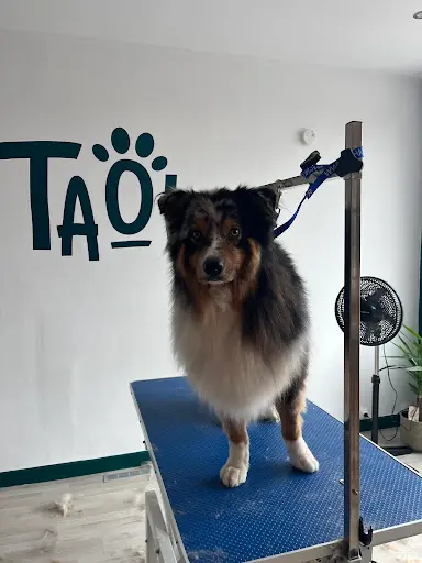 Taow