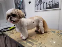 Bon Chic Bon Chien Toilettage