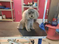 Darling Dog Toilettage